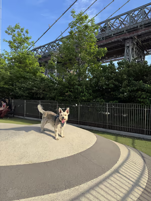 Brooklyn Bridge Park Dog Run photo 1